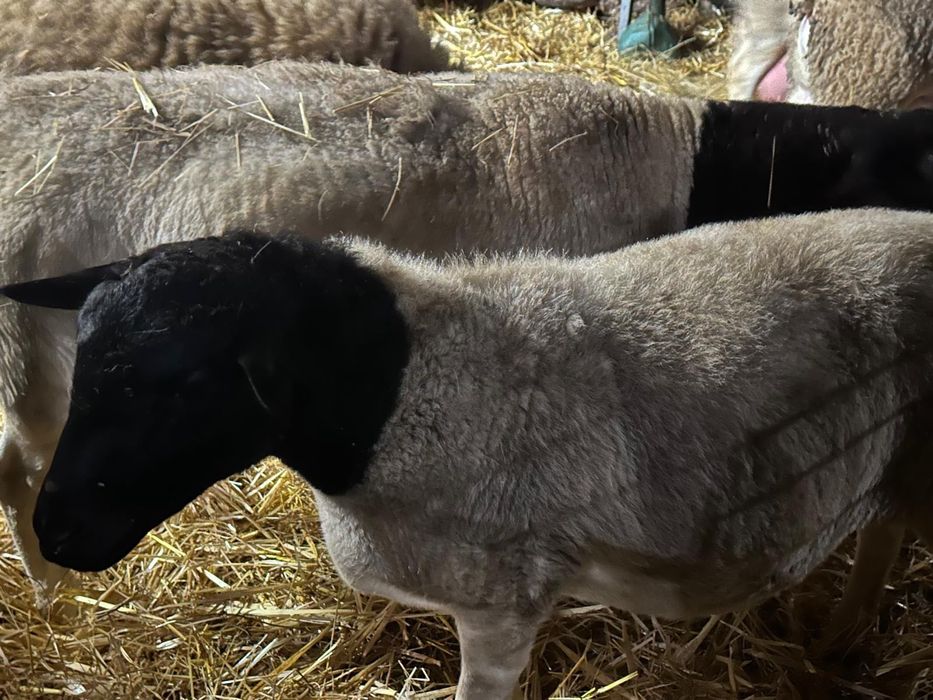 Cordeira Dorper grávida