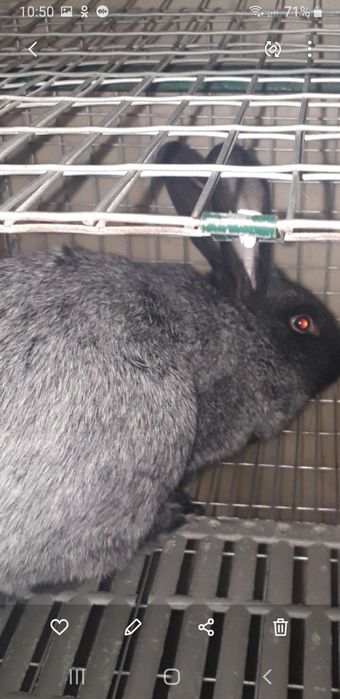 Самки термоны белые полтав серебро