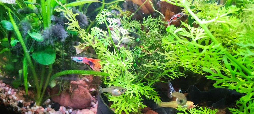 Sprzedam głupiki endlerta