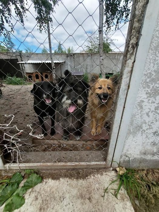 Собачки в хороші сім'ї