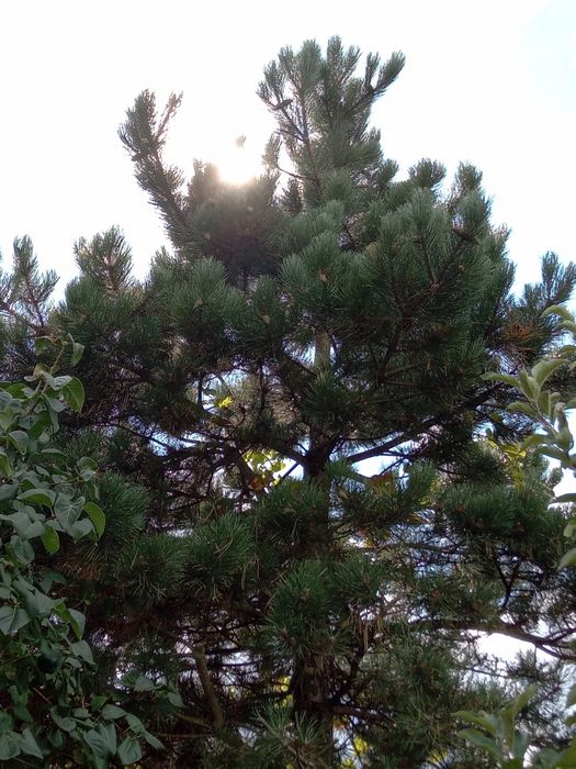 Choinki świerk ,jodła,sosna, thuja  plus gałązki