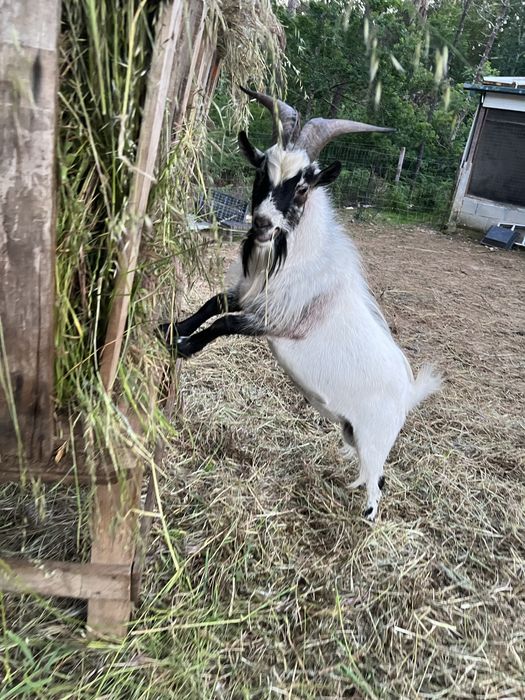 Chibo Anao/ Cabras anas
