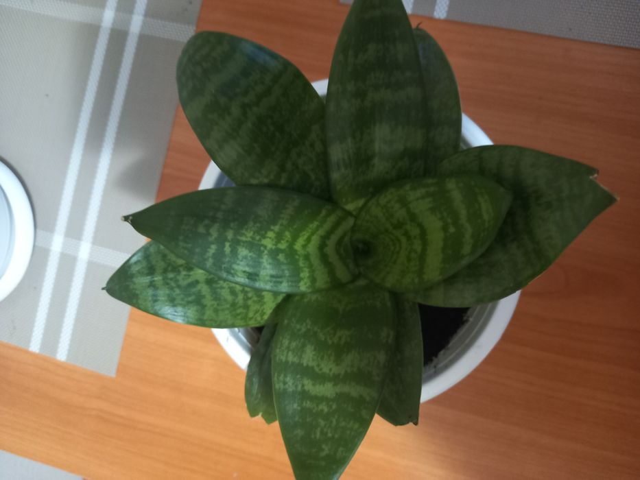 Сансивєра ханні кімнатна рослина