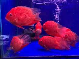 GB Pielęgnica Severum RED
