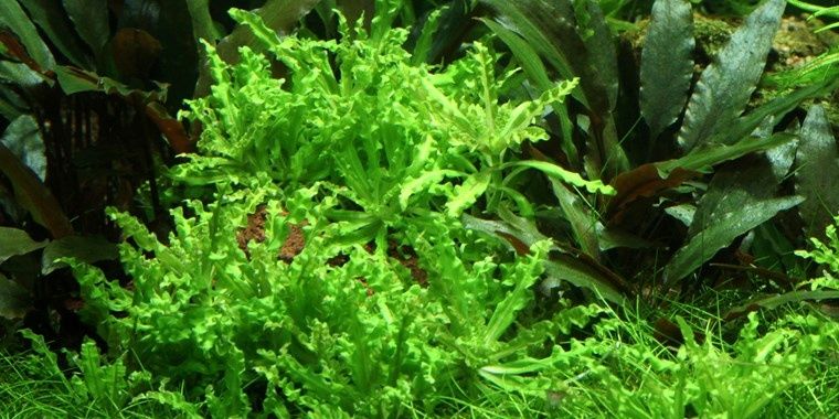 GB pogostemon helferi