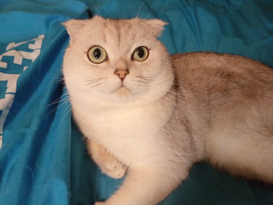 Котята серебристой шиншиллы