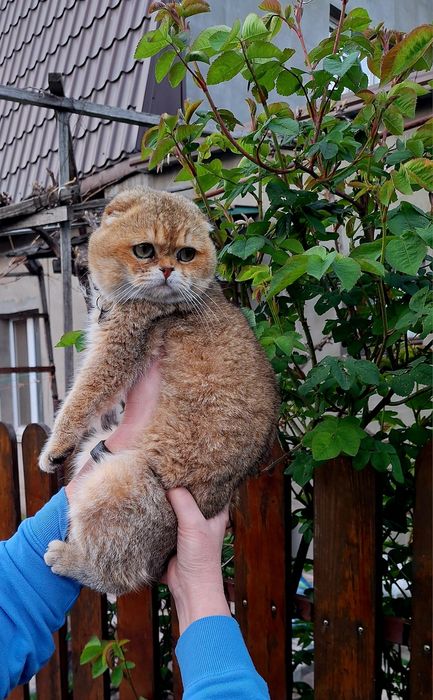 Мимишный золотой мальчик