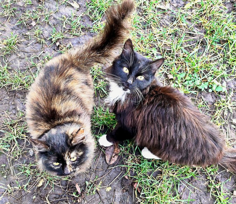 Два пухнастика  шукають свій дім і своє серце