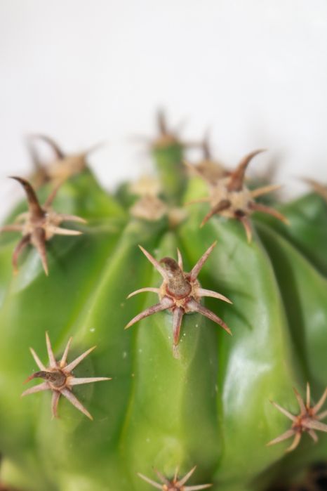 Vendo vários cactos