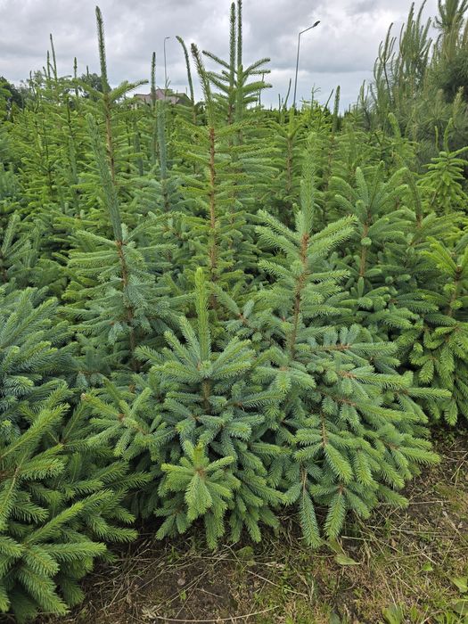 Świerk Srebrny 40-120 cm swierk kłując niebieski jodła leśny serbski