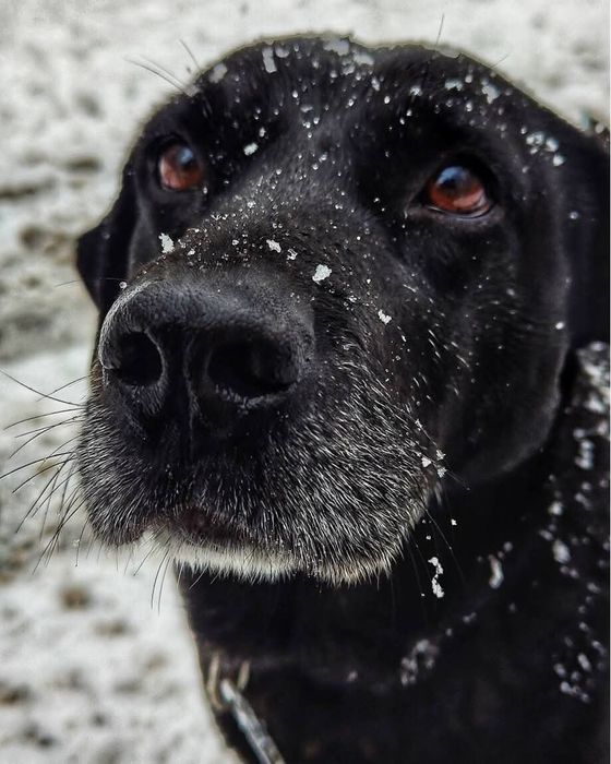Leo- wspaniały i łagodny mix labrador czeka na dom