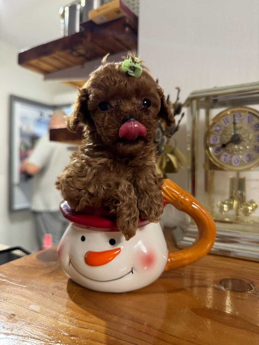 тікап пудель, teacup