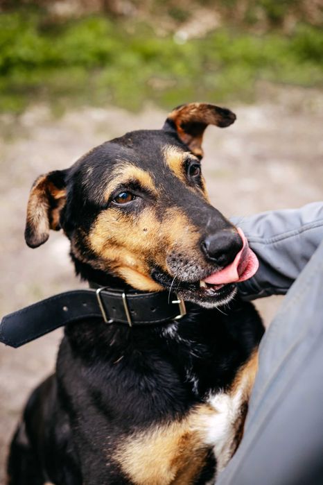 JESION - niesamowity pieszczoch szuka domu