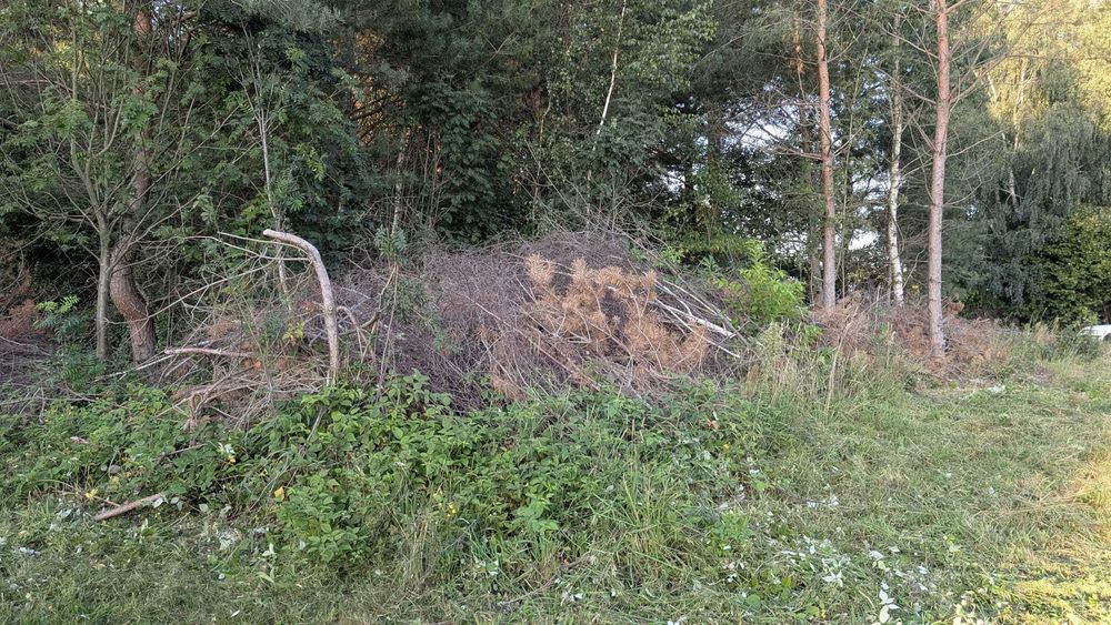 Oddam drewno (sosna, brzoza) za kompleksową wycinkę z wyrwaniem pni