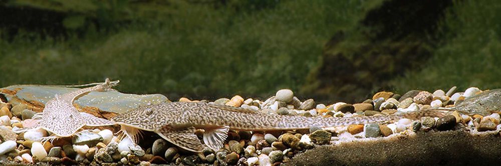 Pseudohemiodon sp. Peru - ODŁÓW - WF - Zbrojnik - Glonojad - dowóz