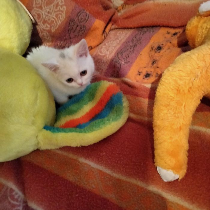 Дівчинка скоттіш страйт