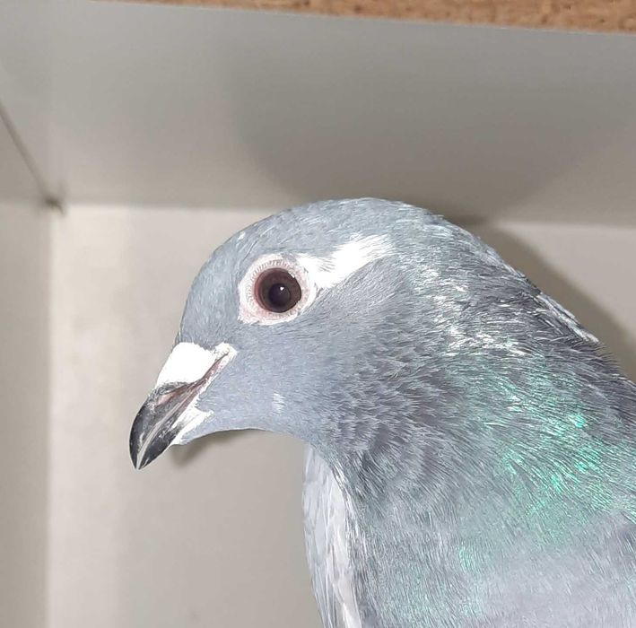 SAMICA do rozpłodu !!! TOP !!!