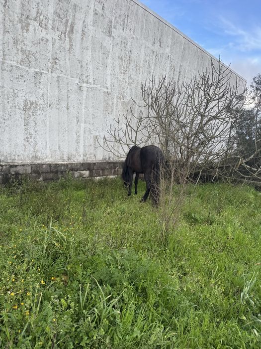 Cavalo luso-arabe preto