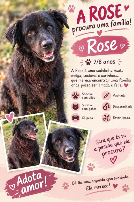 Cadelinha para adopção responsável