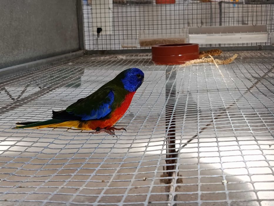 Neophemas Esplendidos