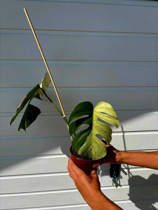 Monstera Jungle mint - Szczyt