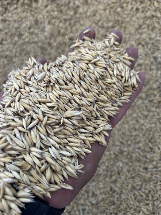 Owies Poker po centrali i gniady