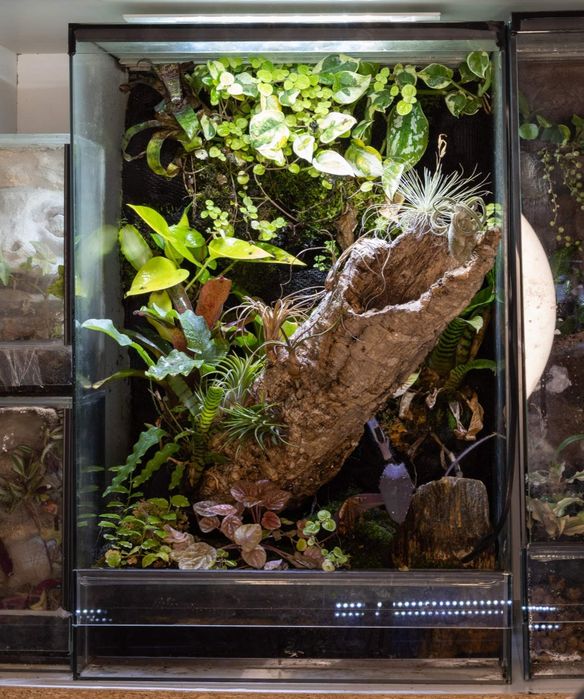 Terrarium 40x40x60 gekon jaszczurka