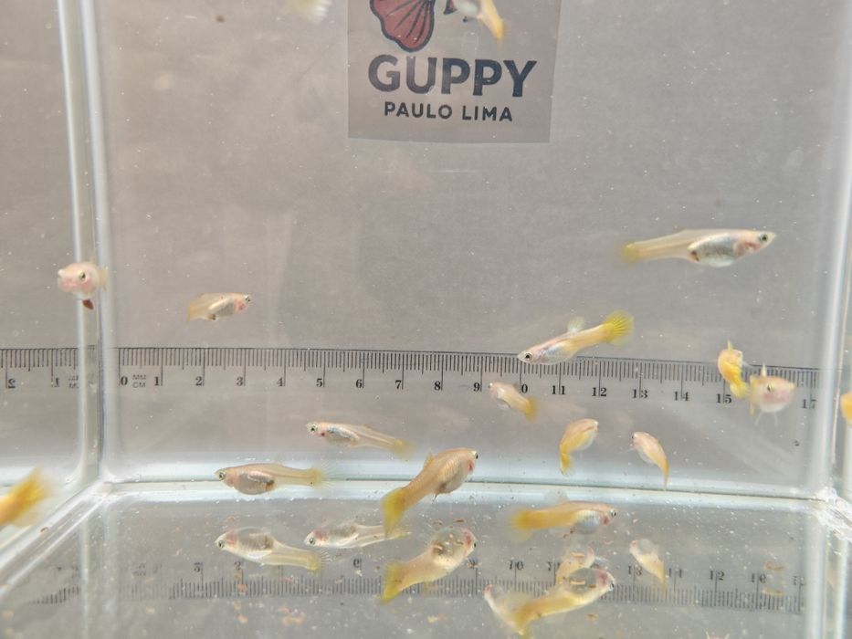 Guppy Micariff Yellow
