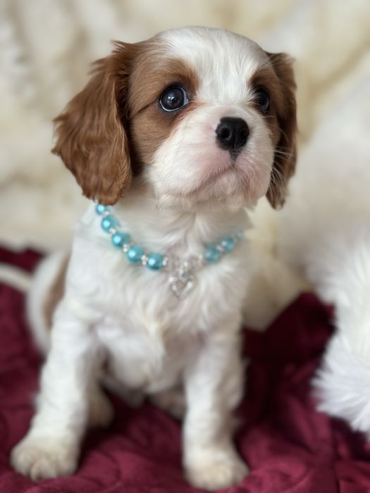 Piesek blenheim - Cavalier King Charles Spaniel