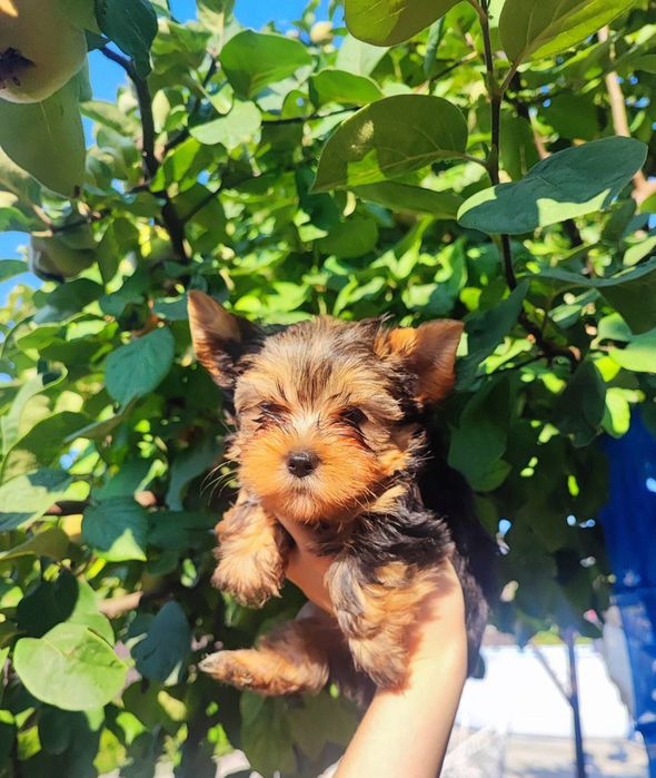 Одесские Йорки щенки