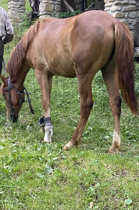 Продаються 2 кобили і 4 кози