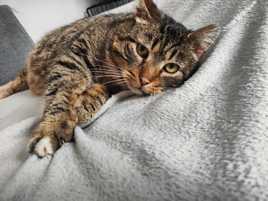Burasek do adopcji Fiv +