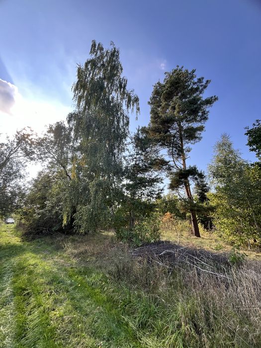 Działki leśne 3267 m² i 5883 m² – Smolugi, gm. Dziadkowice – 8 zł/m²