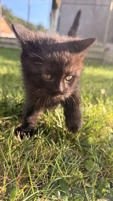 Красиві кошенята. дівчинка та хлопчик