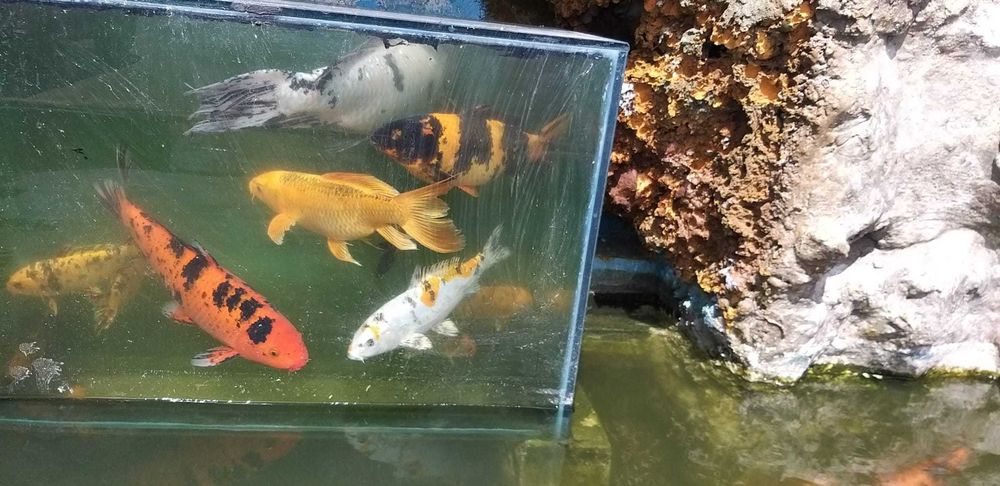 Carpas Koi  coloridas   Promoçao de   outono