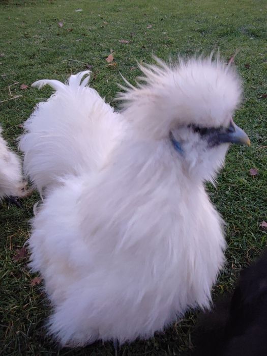 Silka silki kogut kogucik