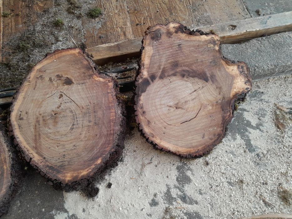 Rodelas de carvalho nacional