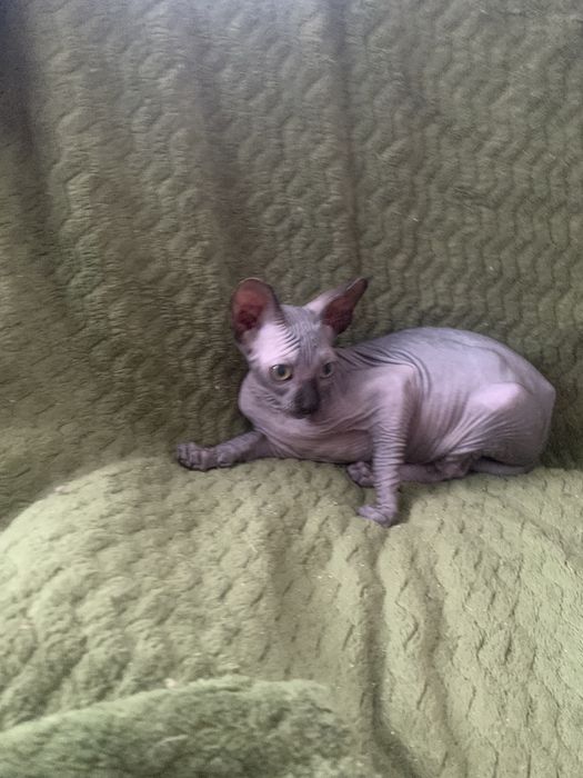 Кекс хлопчик сфінкс