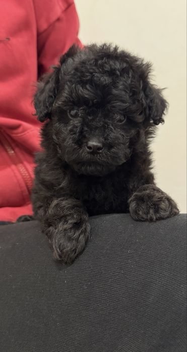 Той пудель мальчик