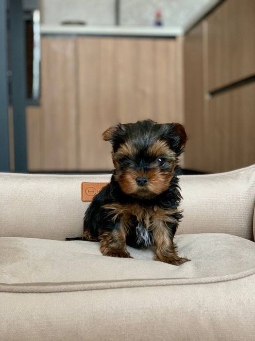 Мальчик и девочка мини йорк