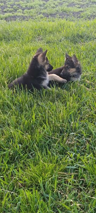 Німецька вівчарка