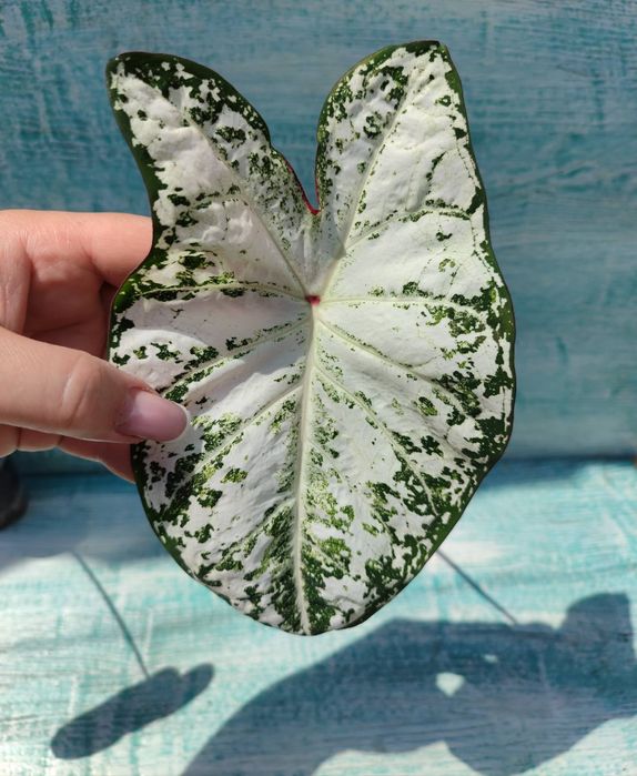 Каладіум, різні сорти