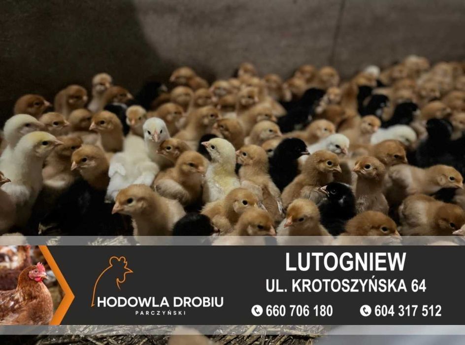Kury Nioski Rosa, Leghorn, NovoGen Brown! MŁODE NIOSKI!