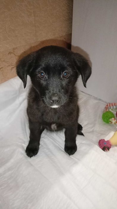 Цуцик в добрі руки. Терміново!