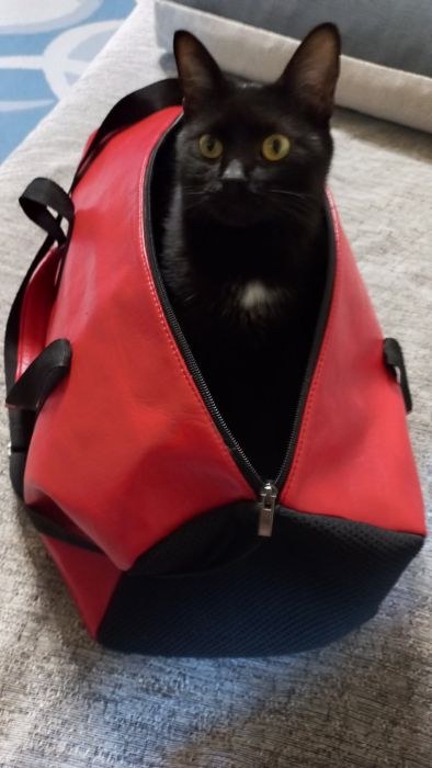 Сумма для котиков