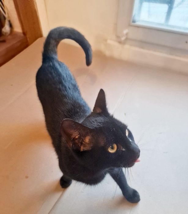 Niezwykle przyjacielski kot Lotnik szuka domku na zawsze!