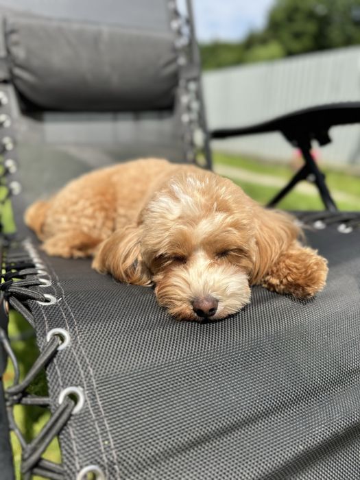 Мальтипу дівчатка