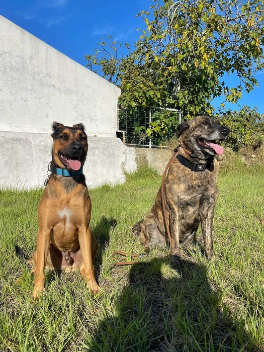 Treino Canino Balanceado em Lisboa e Setúbal – Treinador Alemão