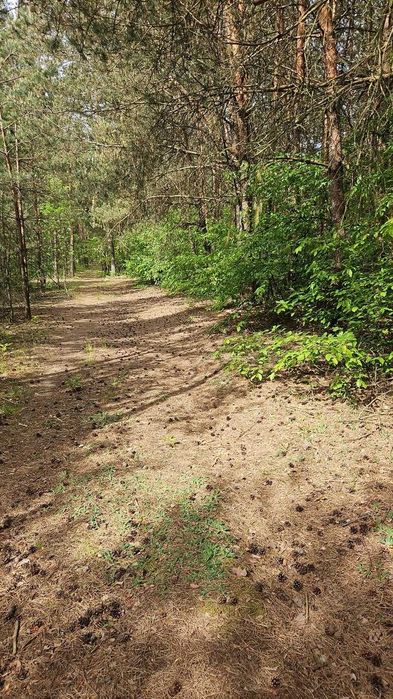 Działka na sprzedaż 1000 m² przy lesie - Widok 2