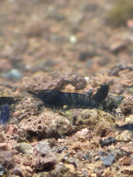 Neocaridinas/camarões Blue Dream